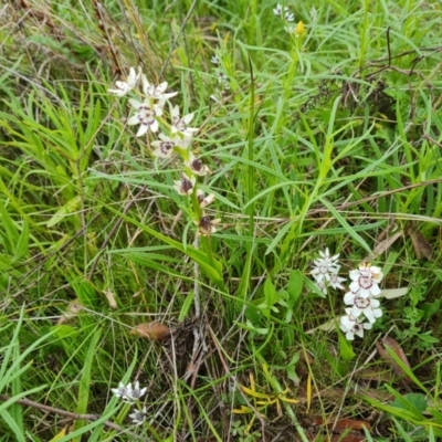 Wurmbea dioica subsp. dioica (Early Nancy) at O'Malley, ACT - 11 Oct 2021 by Mike