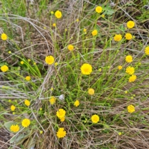 Calotis lappulacea at O'Malley, ACT - 11 Oct 2021 04:48 PM