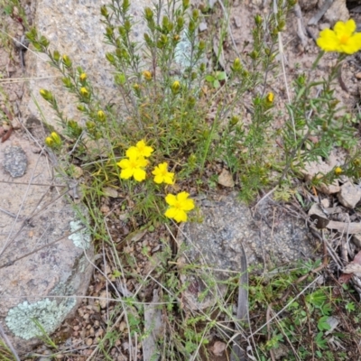 Hibbertia calycina (Lesser Guinea-flower) at O'Malley, ACT - 11 Oct 2021 by Mike