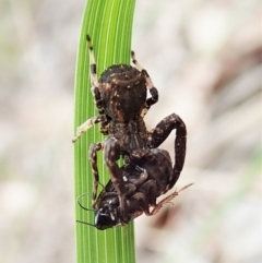 Stephanopis sp. (genus) (Knobbly crab spider) at Holt, ACT - 10 Oct 2021 by CathB