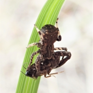 Stephanopis sp. (genus) at Holt, ACT - 10 Oct 2021