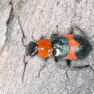 Dicranolaius bellulus at Acton, ACT - 11 Oct 2021