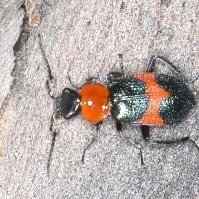Dicranolaius cinctus (Notched-leg Red & Blue Flower Beetle) at Acton, ACT - 11 Oct 2021 by jb2602