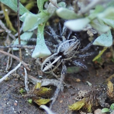 Artoriopsis sp. (genus) (Unidentified Artoriopsis wolf spider) at Holt, ACT - 7 Oct 2021 by CathB