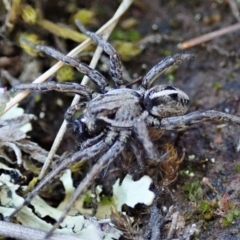 Artoriopsis sp. (genus) at Holt, ACT - 7 Oct 2021