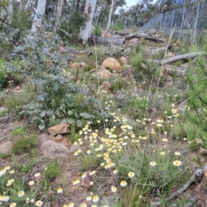 Leucochrysum albicans subsp. tricolor at O'Malley, ACT - 11 Oct 2021