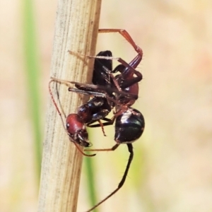 Habronestes bradleyi at Aranda, ACT - 8 Oct 2021