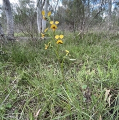 Diuris nigromontana (Black Mountain Leopard Orchid) at Flea Bog Flat, Bruce - 11 Oct 2021 by JVR