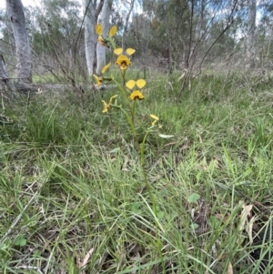 Diuris nigromontana at Bruce, ACT - 11 Oct 2021