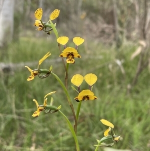 Diuris nigromontana at Bruce, ACT - suppressed