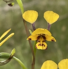 Diuris nigromontana at Bruce, ACT - suppressed