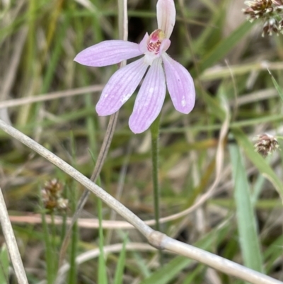 Caladenia carnea (Pink Fingers) at Flea Bog Flat, Bruce - 11 Oct 2021 by JVR