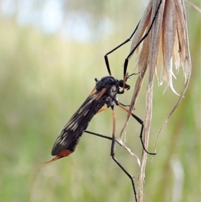 Gynoplistia sp. (genus) (Crane fly) at Mount Painter - 9 Oct 2021 by CathB