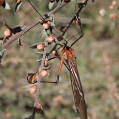 Harpobittacus australis (Hangingfly) at Molonglo Valley, ACT - 8 Oct 2021 by CathB