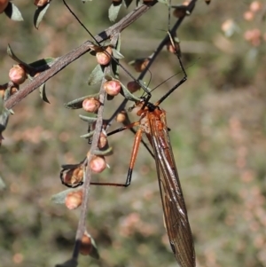 Harpobittacus australis at Molonglo Valley, ACT - 8 Oct 2021 03:27 PM