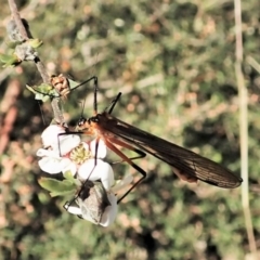 Harpobittacus australis at Molonglo Valley, ACT - 8 Oct 2021