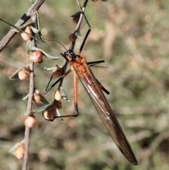 Harpobittacus australis at Molonglo Valley, ACT - 8 Oct 2021