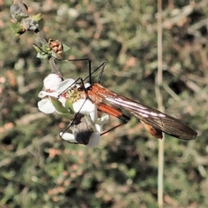 Harpobittacus australis at Molonglo Valley, ACT - 8 Oct 2021