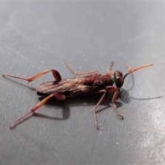 Cleonyminae (subfamily) (Parasitic wasp) at Cook, ACT - 8 Oct 2021 by CathB