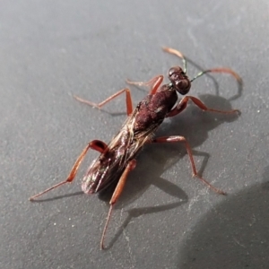 Cleonyminae (subfamily) at Cook, ACT - 9 Oct 2021