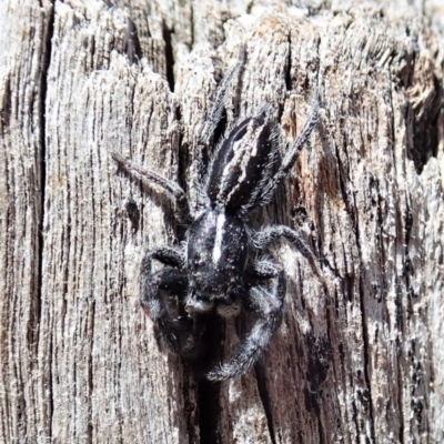 Ocrisiona leucocomis (White-flecked Crevice-dweller) at Holt, ACT - 7 Oct 2021 by CathB