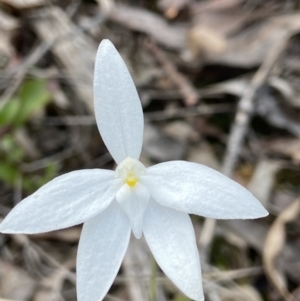 Glossodia major at Aranda, ACT - 11 Oct 2021