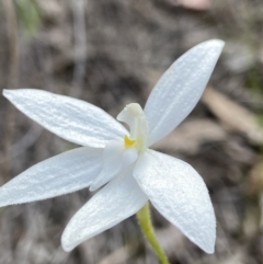 Glossodia major at Aranda, ACT - 11 Oct 2021