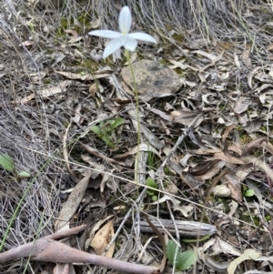 Glossodia major at Aranda, ACT - 11 Oct 2021