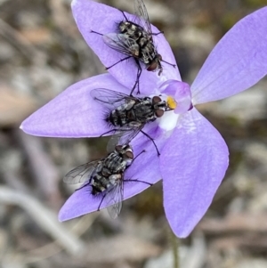 Tachinidae (family) at Watson, ACT - 11 Oct 2021