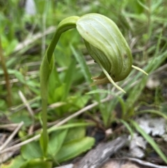 Pterostylis nutans (Nodding Greenhood) at Aranda, ACT - 11 Oct 2021 by AJB