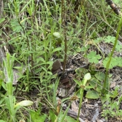 Pterostylis nutans at Aranda, ACT - 11 Oct 2021