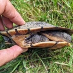 Chelodina longicollis (Eastern Long-necked Turtle) at Stromlo, ACT - 11 Oct 2021 by HelenCross