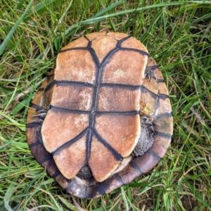 Chelodina longicollis at Stromlo, ACT - 11 Oct 2021