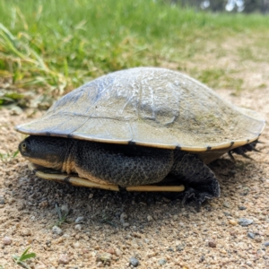 Chelodina longicollis at Stromlo, ACT - 11 Oct 2021