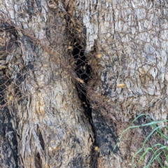 Apis mellifera (European honey bee) at Stromlo, ACT - 11 Oct 2021 by HelenCross