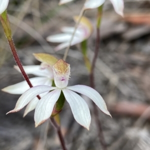 Caladenia moschata at Aranda, ACT - suppressed