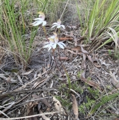 Caladenia moschata at Aranda, ACT - suppressed