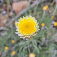 Leucochrysum albicans subsp. tricolor (Hoary Sunray) at O'Malley, ACT - 11 Oct 2021 by Mike