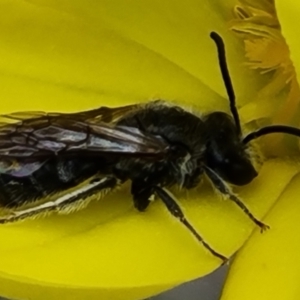 Lasioglossum (Chilalictus) lanarium at O'Malley, ACT - 11 Oct 2021