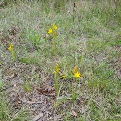 Bulbine bulbosa (Golden Lily) at O'Malley, ACT - 11 Oct 2021 by Mike