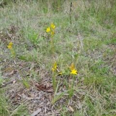 Bulbine bulbosa (Golden Lily, Bulbine Lily) at O'Malley, ACT - 11 Oct 2021 by Mike