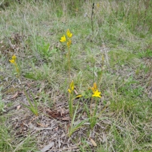 Bulbine bulbosa at O'Malley, ACT - 11 Oct 2021 03:35 PM