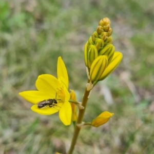 Bulbine bulbosa at O'Malley, ACT - 11 Oct 2021 03:35 PM