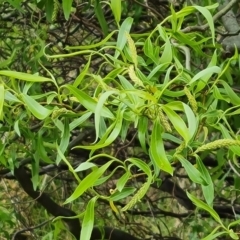 Salix matsudana (Tortured Willow) at O'Malley, ACT - 11 Oct 2021 by Mike