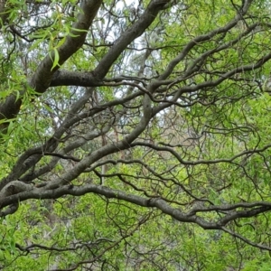 Salix matsudana at O'Malley, ACT - 11 Oct 2021