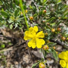 Hibbertia obtusifolia (Grey Guinea-flower) at Isaacs, ACT - 11 Oct 2021 by Mike