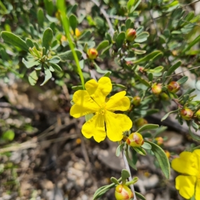 Hibbertia obtusifolia (Grey Guinea-flower) at Isaacs Ridge - 11 Oct 2021 by Mike