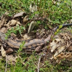 Pogona barbata (Eastern Bearded Dragon) at Mount Mugga Mugga - 11 Oct 2021 by Mike