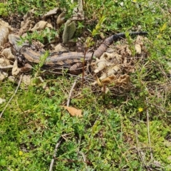 Pogona barbata at O'Malley, ACT - suppressed