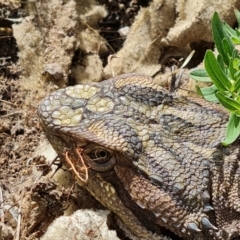 Pogona barbata at O'Malley, ACT - suppressed